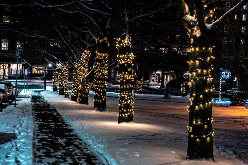 trees wrapped in lights