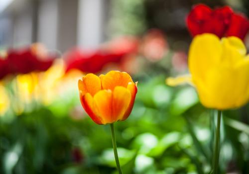 Flowers in Downtown Halifax
